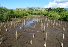 Mangrove Magelo'o, Destinasi Wisata Alam Bersejarah yang Memikat di Sikka