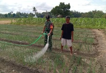 Babinsa Waingapu Dampingi Petani Bawang Merah Wujudkan Swasembada Pangan