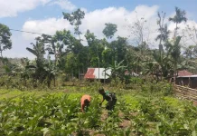 Babinsa Katikutana Perkuat Ketahanan Pangan lewat Pendampingan Kelompok Tani