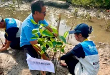 Wakil Bupati SBD Menanam Mangrove  Komitmen Merawat Demi Generasi Mendatang