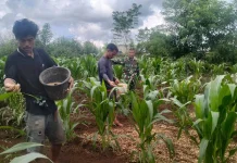 Babinsa Motivasi Petani Jagung Tingkatkan Produksi dan Kualitas