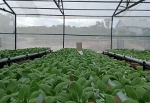 Melihat Peluang Emas Hidroponik di NTT Bersama Evolusi Hidroponik Kupang