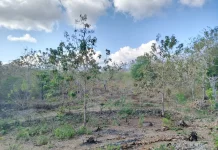Prakiraan Cuaca NTT 12 Agustus, Suhu Capai 33 Derajat Celsius