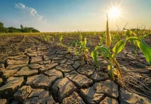 El Niño Ekstrem Ancam Amazon, Dampak Bisa Meluas ke Ketahanan Pangan Dunia