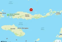 BMKG; 901 Gempa Susulan Terjadi di Daratan Flores
