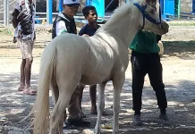 Kejurnas Pacuan Kuda di Sumba Barat Dorong Pertumbuhan Ekonomi Masyarakat