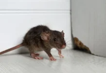 7 Bumbu Dapur Pengusir Tikus di Rumah yang Ampuh