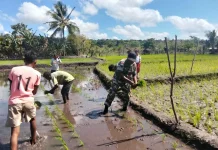 Babinsa Dampingi Petani Tanam Padi Dukung Ketahanan Pangan Sumba Timur