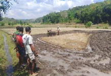 Babinsa Dampingi Poktani Percepat Pengolahan Lahan Padi