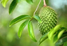 Empat Manfaat Daun Sirsak yang Perlu Diketahui