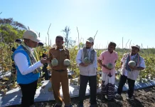 Program TJSL PLN UIW NTT Panen Perdana Melon dan Sayur Bersama Warga Naioni