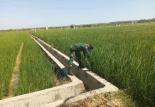 Babinsa Pahunga Lodu Pantau Tanaman Padi Hadapi Musim Kemarau