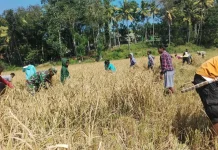 Babinsa Bantu Petani Panen Padi Menjaga Stabilitas Ketahanan Pangan