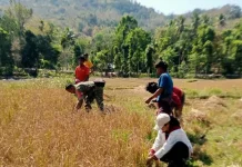 Babinsa dan Poktan Tani Maju Panen Padi Bersama
