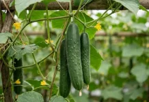 Tips Menanam Ketimun Jepang di Rumah