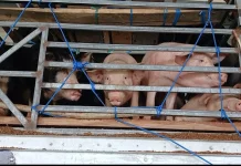 P3B2 NTT Mengirim 450 Ternak Babi ke Sumba