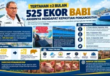 Pemprov NTT Pastikan 525 Babi Berangkat menuju Sumba