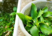 Manfaat Daun Kencur: Kandungan Gizi dan Efek Samping