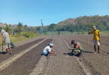 Dukung Swasembada Pangan,Babinsa Waingapu Dampingi Warga Tanam Bawang