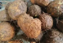 Porang, Tanaman Bernilai Ekonomi bagi Rakyat NTT