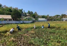 Produksi Padi Meningkat, Kesejahteraan Petani Sulamanda Ikut Terdorong