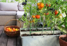 Menanam Berbagai Jenis Sayur di Rumah dengan Cara Sederhana