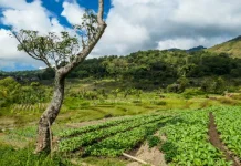 Agroteknologi dan Masa Depan Kedaulatan Pangan di NTT