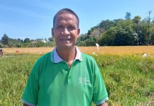 Strategi Tiga Kali Tanam Poktan Sulamanda Tingkatkan Produksi Padi