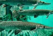 Kenali Jenis Ikan yang Dilarang Dilepas ke Perairan Indonesia