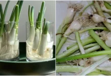 Punya Sisa Daun Bawang? Jangan Dibuang, Bisa Ditanam Kembali