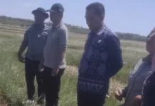 Pemkab Rote Ndao Hitung Kerugian Petani Matasio