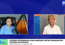 Ayam Kampung Jadi Penggerak Ekonomi Warga Fatuteta