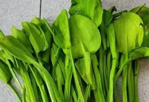 Mengenal Genjer, Sayuran Tradisional yang Kaya Nutrisi