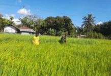 Dukung Ketahanan Pangan, Babinsa Koramil Rindi Umalulu Pantau Pertumbuhan Padi