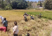 Babinsa Dorong Warga Wujudkan Kerja Gotong Royong Kelompok Petani