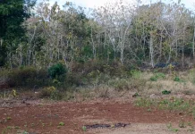 Sebagian Besar Wilayah NTT Masih Hadapi Ancaman Kekeringan Meteorologis