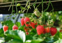 Cara Menanam Buah Stroberi di Rumah