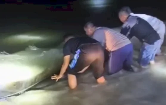 Kehadiran Polisi Bentuk Menjaga Kelestarian Satwa Paus Pilot