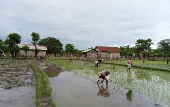 Babinsa Koramil 1601 - 06/Karera Bantu Petani Tanam Padi di Desa Praimadita