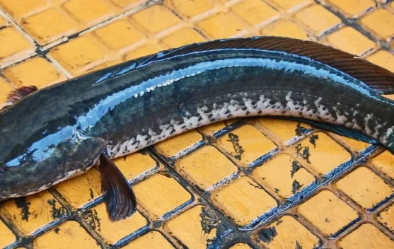 Ikan Gabus Miliki Manfaat Besar Bagi Pasien Pasca Operasi