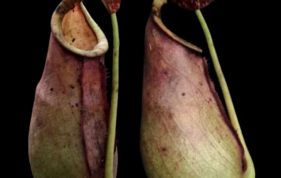 Penemuan Kantong Semar Baru Perkaya Flora Indonesia