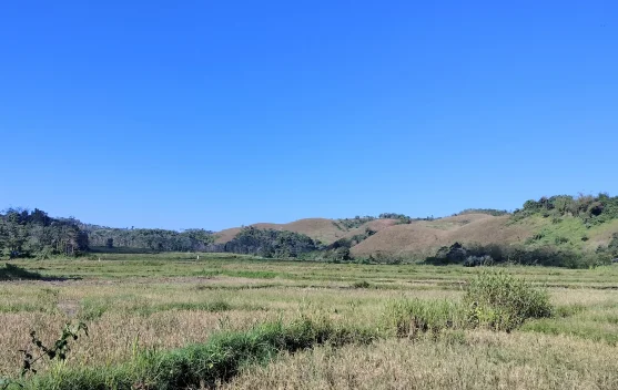 Andalkan Air Hujan, Ribuan Hektare Persawahan  Hanya Satu Kali Panen dalam Setahun