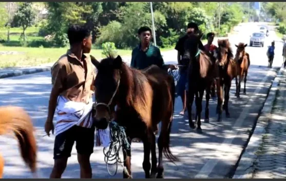 Makna Belis dalam Perkawinan Adat Sumba: Tradisi yang Tetap Bertahan