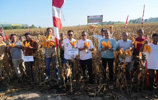 Panen Jagung di Sumba Barat Daya, Gubernur Melki: Petani Profesi Mulia