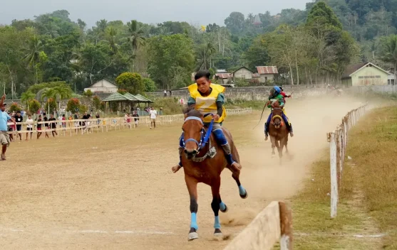 Pacuan Kuda Bupati Sumba Barat Cup 2026, Momentum Asah Atlet Muda