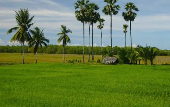 Lahan Rote Ndao Dominasi Potensi Pertanian