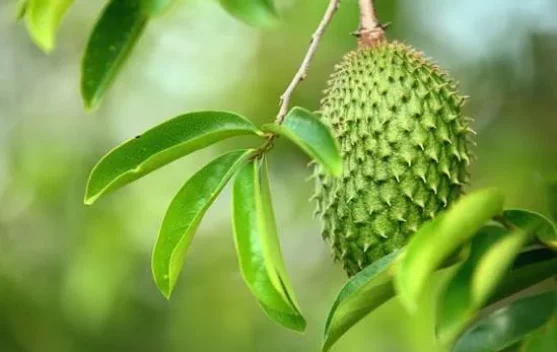 Empat Manfaat Daun Sirsak yang Perlu Diketahui