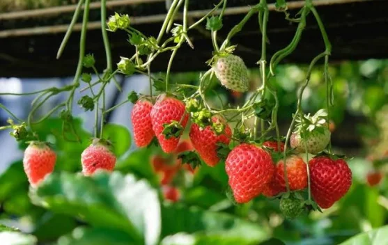 Cara Menanam Buah Stroberi di Rumah