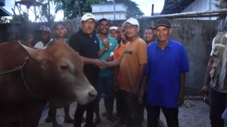 Bupati Mukhlis Optimalkan Dana Meugang Jadi 90 Ekor Lembu