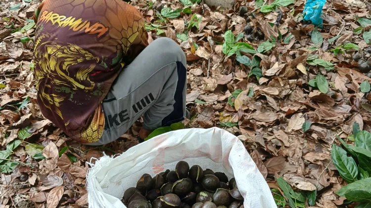 Harga Jengkol di Batu Enam Turun, Petani Tunda Panen
